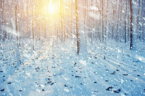 Bosque de invierno en la nieve —  Fotos de Stock