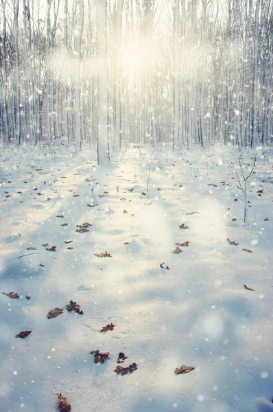 Winter forest  in snow — Stock Photo, Image
