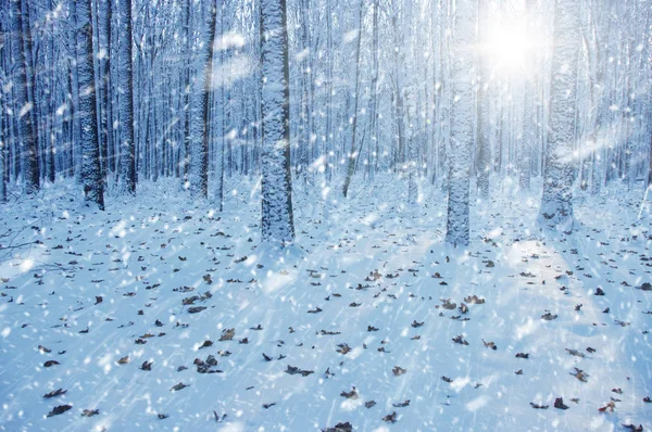 Bosque de invierno en sol —  Fotos de Stock