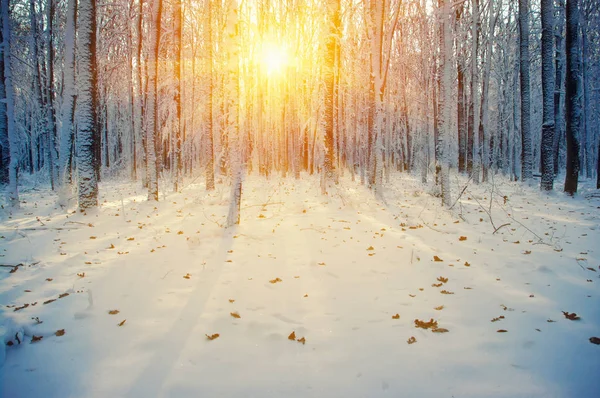 Zimní les ve sněhu — Stock fotografie