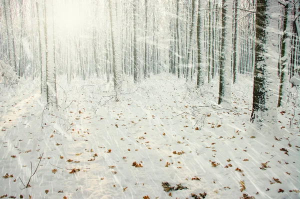 Zima Las na słońce — Zdjęcie stockowe