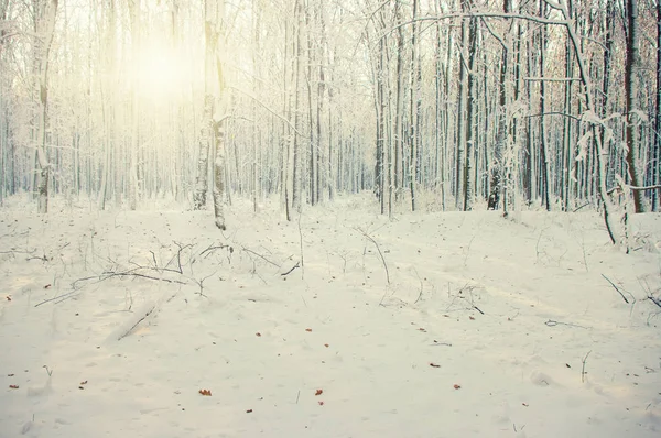 Bosque de invierno en sol —  Fotos de Stock