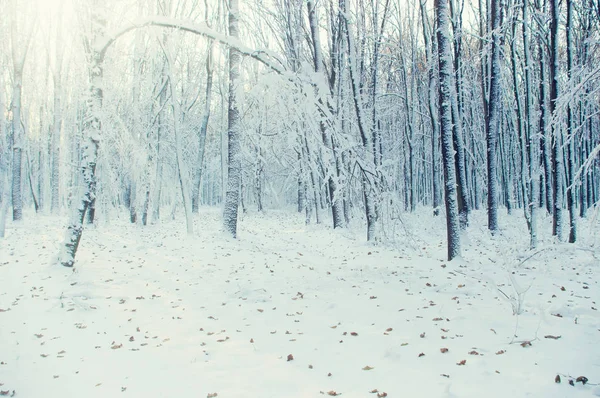 태양에 겨울 숲 — 스톡 사진