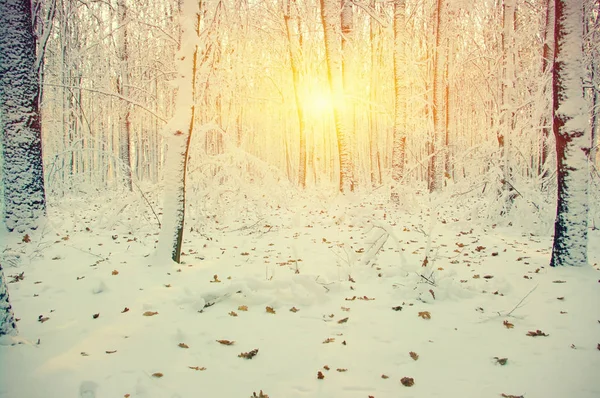 Zimní les na slunci — Stock fotografie
