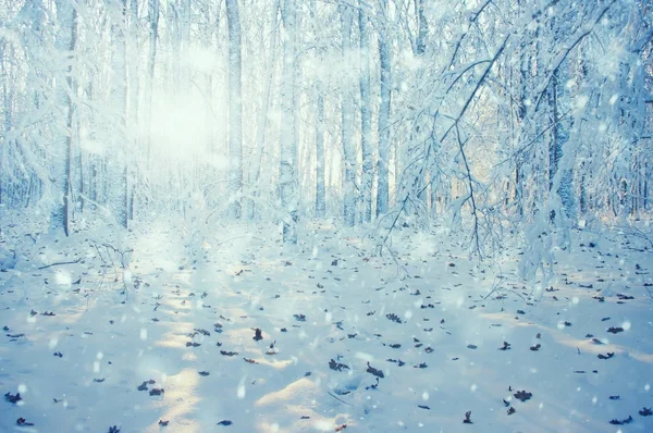Zimní les na slunci — Stock fotografie