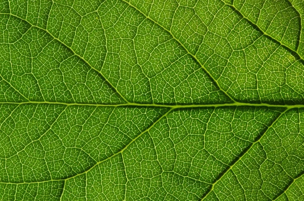 Textura de hoja verde —  Fotos de Stock