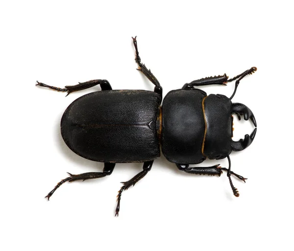 Black beetle on white — Stock Photo, Image