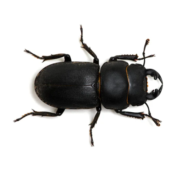 Black beetle on white — Stock Photo, Image