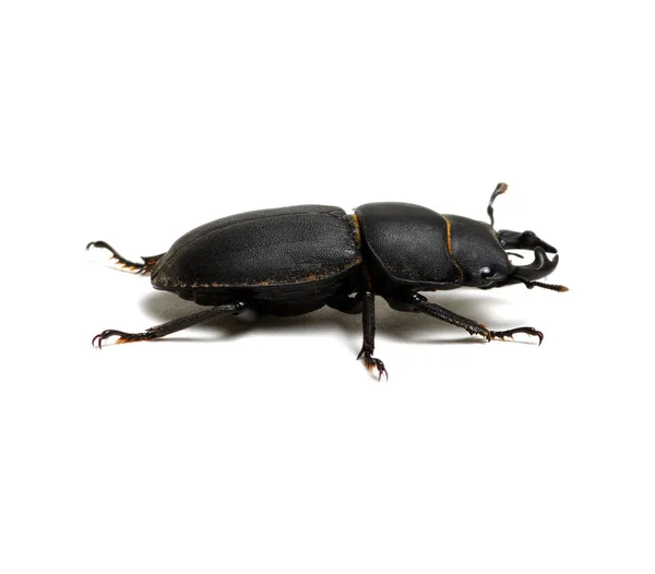 Black beetle on white — Stock Photo, Image