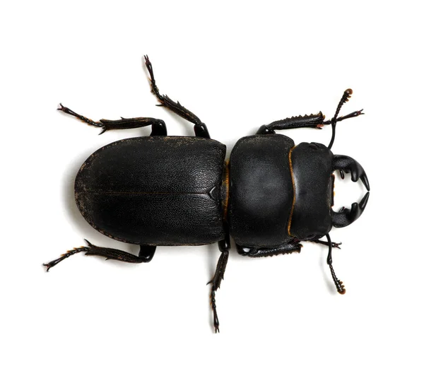 白地に黒い甲虫 — ストック写真
