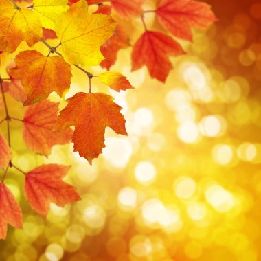  sonbahar yaprakları ile şube 