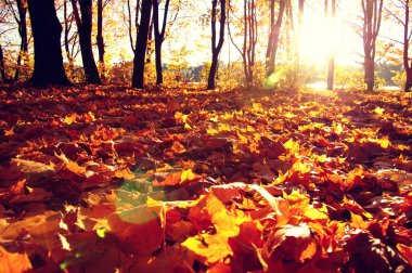  tarih Pzr sonbahar ağaçlar 