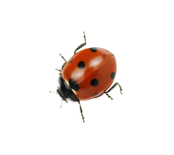 Coccinelle isolée sur blanc — Photo