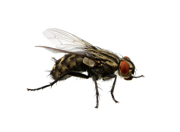 Fly on a white — Stock Photo, Image