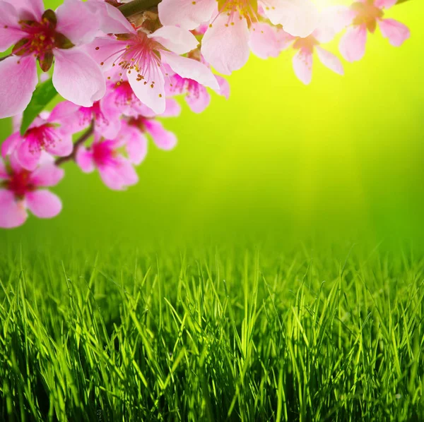 Spring blossom and grass — Stock Photo, Image