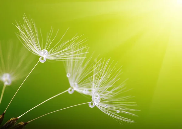 春のタンポポの花 — ストック写真