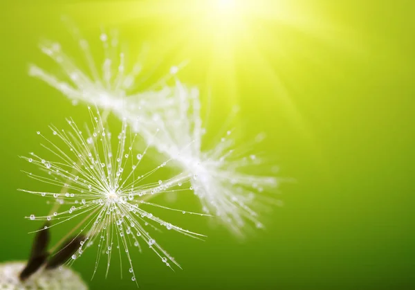 春のタンポポの花 — ストック写真