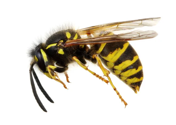 Wasp — Stockfoto