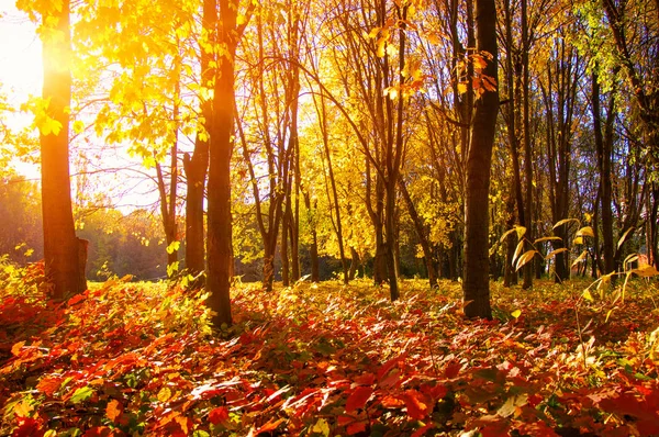 Herbstbäume mit den Sonnenstrahlen — Stockfoto