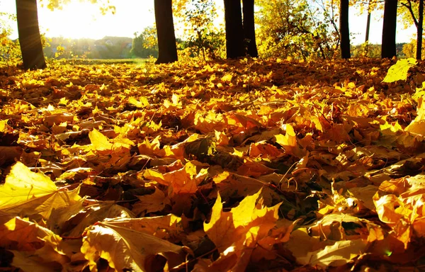 Árboles de otoño en el sol —  Fotos de Stock