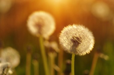 Güneşte karahindiba 