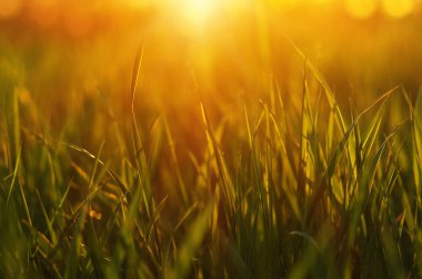 Yeşil Çimen Arkaplanı 