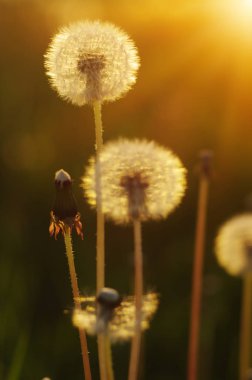 Güneşte karahindiba 