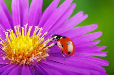 uğur böceği ve çiçek 