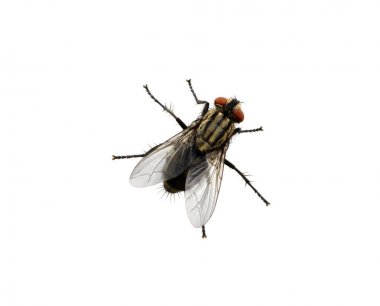 fly on a white clipart