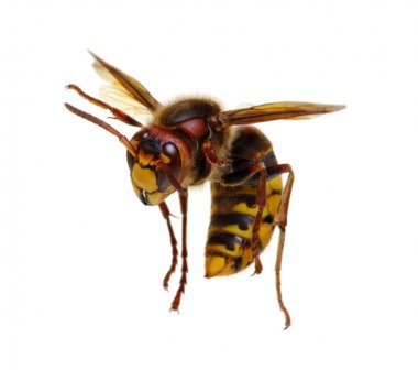 Beyaz izole hornet
