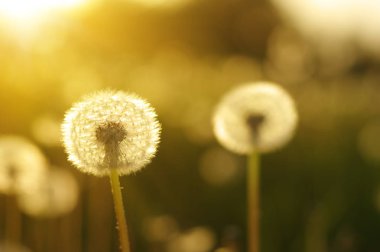 Güneşte karahindiba 