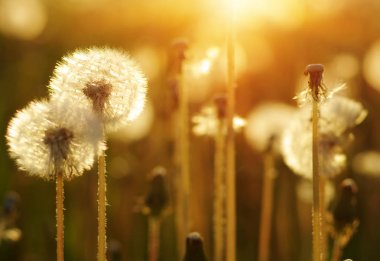 Güneşte karahindiba 