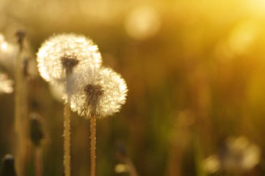 Güneşte karahindiba 