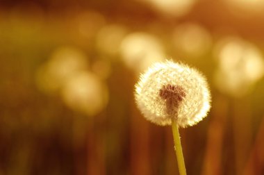 Güneşte karahindiba 