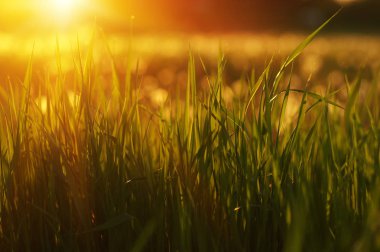 Yeşil Çimen Arkaplanı 