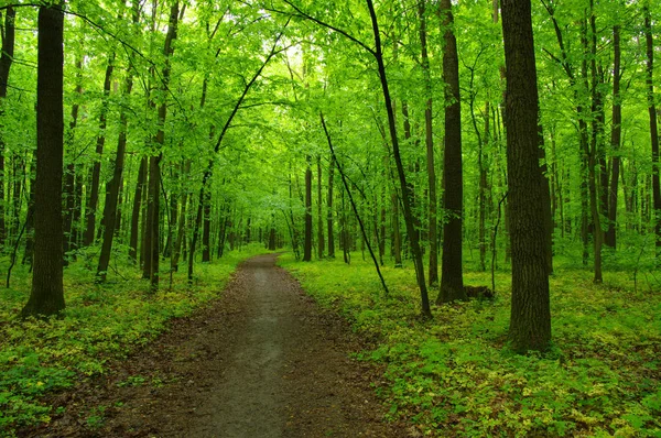 Bosque verde — Foto de Stock