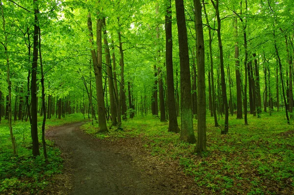 Floresta verde — Fotografia de Stock