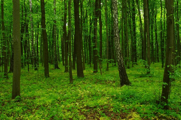 Vacker grön skog — Stockfoto