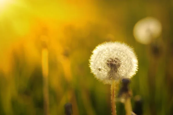 Denti di leone al sole — Foto Stock