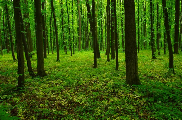 Gyönyörű zöld erdő — Stock Fotó