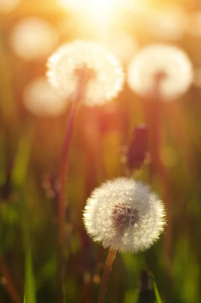 Löwenzahn in der Sonne — Stockfoto