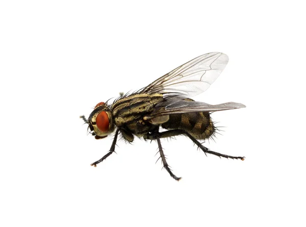 Fly on a white — Stock Photo, Image