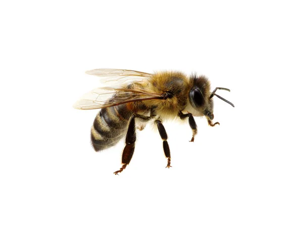 Bee op de witte — Stockfoto
