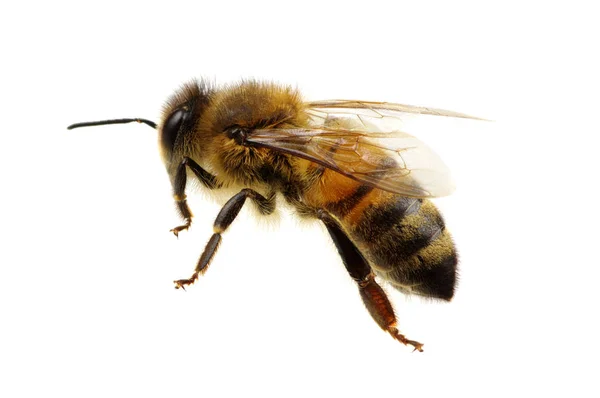 Méhek — Stock Fotó