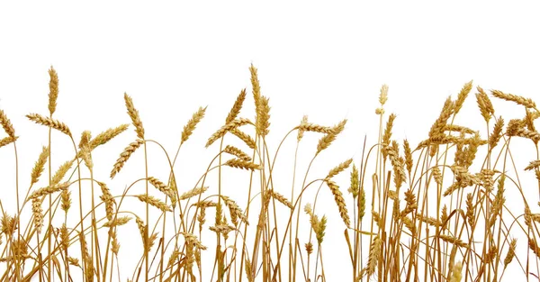 Wheat isolated on a white — Stock Photo, Image