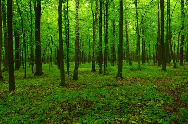 Vacker grön skog — Stockfoto