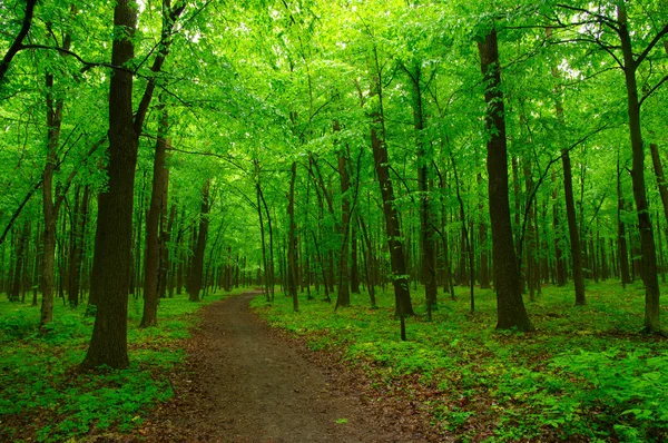 Grüner Wald — Stockfoto