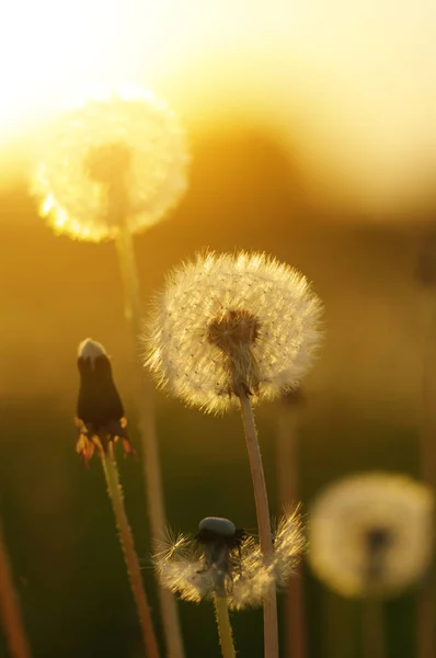 Löwenzahn in der Sonne — Stockfoto