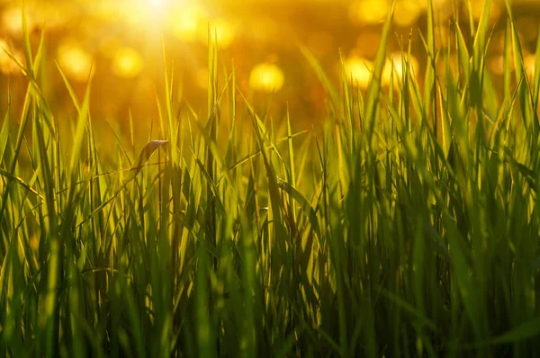 Groene grasachtergrond — Stockfoto