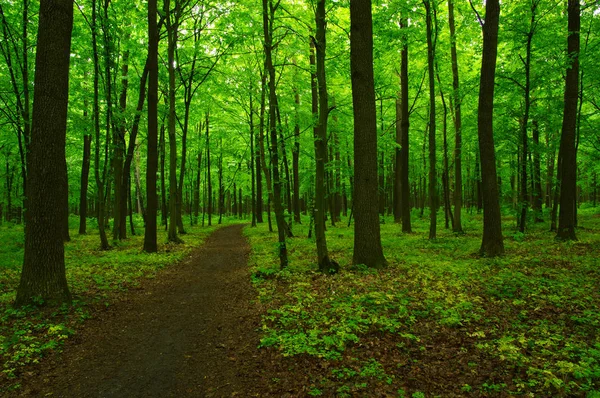 Zielony las Zdjęcie Stockowe